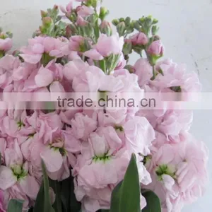 Love Theme Latest Flower Violet Fresh Cut Flowers thumbnail-3