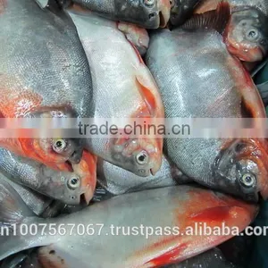 FROZEN WHOLE ROUND RED PACU FISH thumbnail-3