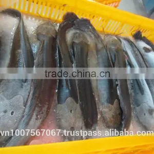 FROZEN CATFISH thumbnail-1