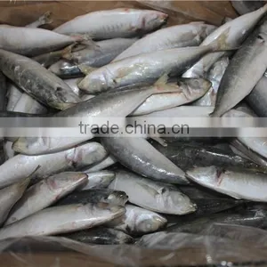 Horse Mackerel Price thumbnail-6
