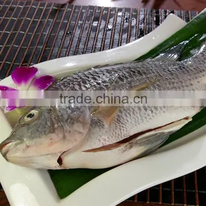 Wholesale Frozen Tilapia Gutted & Scaled thumbnail-1