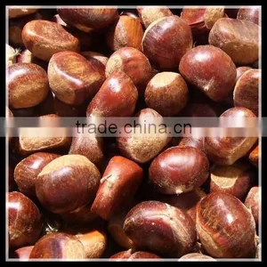 40-50 Dandong Chestnut, Lowest Price thumbnail-1
