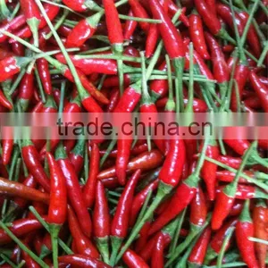 Fresh Red Chilli thumbnail-1