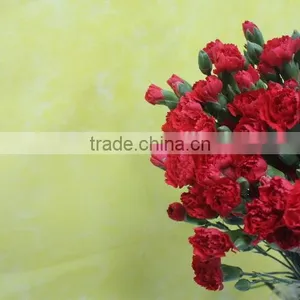 Various Crazy Selling Products for 2015 Carnation Flower thumbnail-2