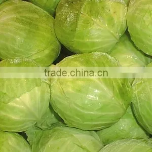 VIETNAM FRESH CABBAGE thumbnail-5