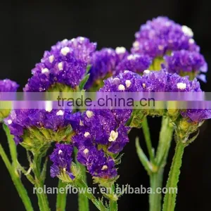 Hot Selling Reasonable Price Purple Myosotis for Favors Wedding thumbnail-2