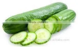 Fresh Cucumber India/cucumber Exporter From India/english Cucumber thumbnail-4