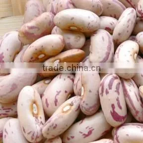Light Speckled Kidney Bean Long Shape/lskb thumbnail-1