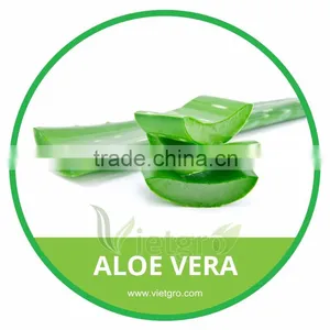 HIGH QUALITY FRESH ALOE VERA LEAF // ALOE VERA PLANT thumbnail-1