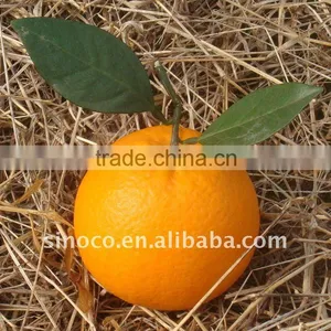 Honey Orange thumbnail-1