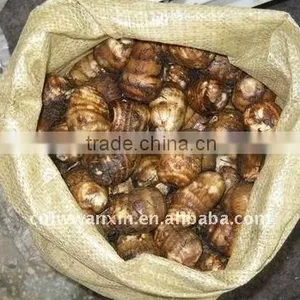 50g Fresh Taro Market thumbnail-1