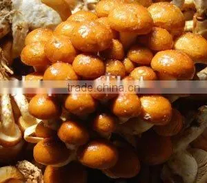 2014 New Crop Canned Marinated Nameko Mushrooms thumbnail-4