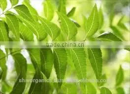 Export Quality Neem Carrier Oil thumbnail-1