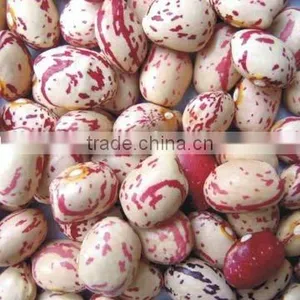 Round Speckled Kidney Bean thumbnail-1