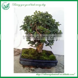 Mini Indoor Potted Plant thumbnail-3