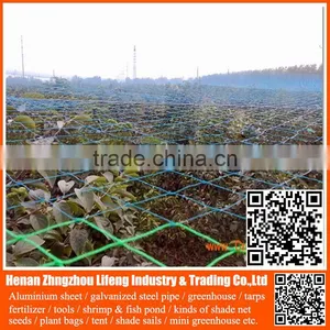Anti Bird Netting / pe Mist Bird Net / Plastic Anti Bird Netting thumbnail-4