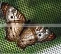 Fly Screen thumbnail-1