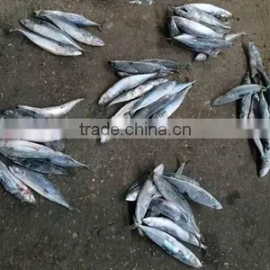 Fresh Ram Materials W/R Frozen Pacific Mackerel thumbnail-1