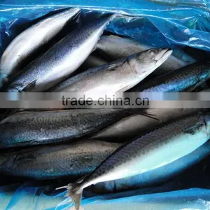 Frozen Pacific Mackerel Fish 250-350G thumbnail-2