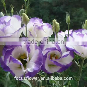 Reasonable Price Factory Direct Sell Fillers Fresh Lisianthus Flowers thumbnail-5