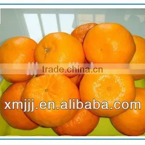 New Harvested Yongchun Fresh Mandarin Orange thumbnail-5