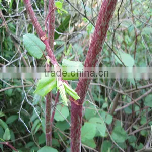 Natural Antioxidants Resveratrol Extract thumbnail-1