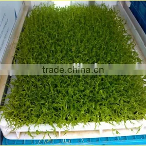 Black Bean Sprouts Making Machine | Green Mung Bean Sprouting Machine thumbnail-4