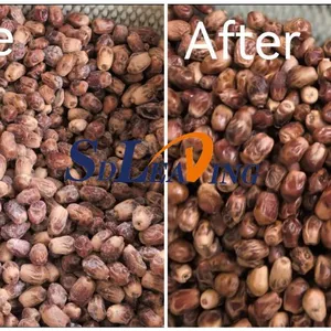 High Speed Automatic Palm Dates Brush Polishing Cleaning Machine Industrial Dry Date Palm Cleaning and Polishing Machine Price thumbnail-5