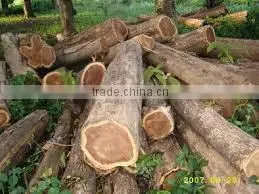 Burma Teak Wood Logs thumbnail-1