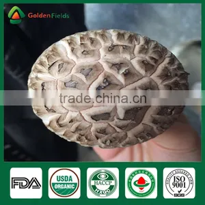 Mushroom Spawn for Sale,Shiitake Mushroom Spawn Wholesale Supplier thumbnail-5