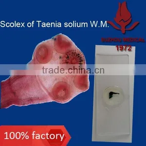 Microscope Prepared Slides Parasite Slides thumbnail-2