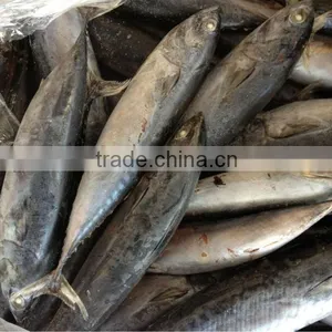 2016 Frozen Bonito 6-8pcs/kg for Canned/market thumbnail-1