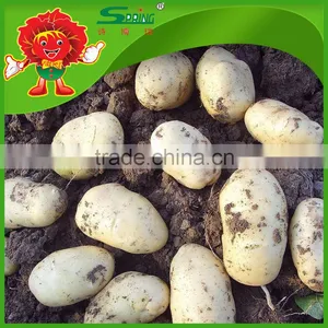 All Year Round Yellow Potato Fresh Purple Sweet Potato thumbnail-1