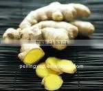 Chinese Fresh Mature Ginger HOT !HOT! thumbnail-1