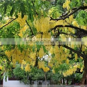 Cassia Fistula thumbnail-3