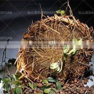 XianShanYuan Tea Seed Cake With Straw thumbnail-1