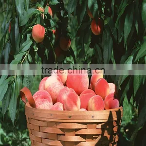 Agriculture Farming 20% Crystal Gibberellic Acid thumbnail-3