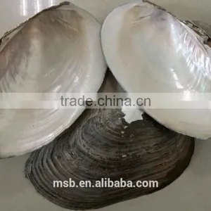 White Mother of Pearl Farmed Freshwater Raw River Shell thumbnail-2