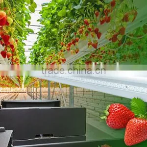 Vanq Interlighting 150W LED Grow Light Bar for Strawberry Seeds thumbnail-2