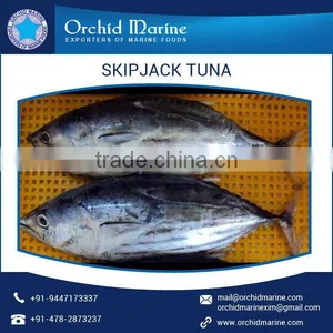 Top Ranked Dealer Selling Reliable Price Skipjack Tuna Whole Round Frozen Tuna Fish thumbnail-1