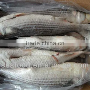 Fresh Frozen Flathead Grey Mullet thumbnail-1