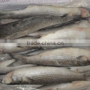 Frozen Grey Mullet Fish 100-150g thumbnail-1