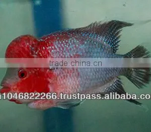 Flowerhorn Fish Farm and Wholesale in Thailand thumbnail-6
