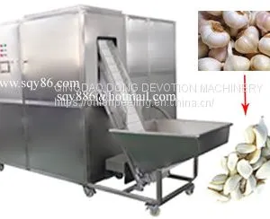 Full Automatic Garlic Bulb Separating and Peeling Machine thumbnail-1