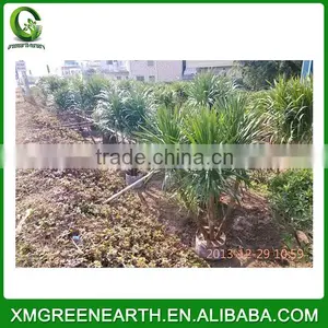 Dracaena Angustifolia (3) thumbnail-3