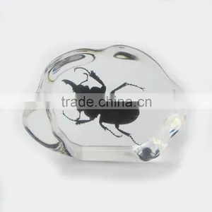 2016 New Design Promotional Gift Desk Decoration Real Insect thumbnail-4