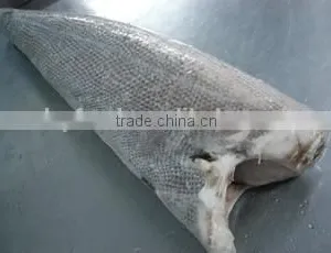 Oilfish thumbnail-1