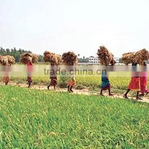 Suvimie Traditional Rice (Pachchaperumal) thumbnail-3