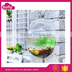 Home Decor Plexiglass Aquarium Fish Exporter, Live Aquarium Fish, Wholesale Aquarium Fish thumbnail-1