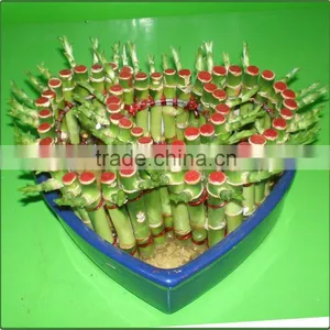 Heart Shaped Love Shaped Tower Lucky Bamboo Bonsai Dracaena Sanderiana Indoor Aquatic Feng Shui Plants Nursery Garden Decoration thumbnail-1